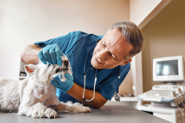 Best Dental Abscess Treatment in Wilkinsburg, PA
